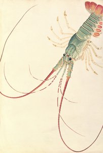 Oodang Katik la-ote, da Disegni di animali, insetti e rettili di Malacca, c.1805-18